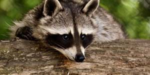 alexas_fotos-raccoon-3538081.jpg
