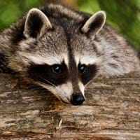 alexas_fotos-raccoon-3538081.jpg