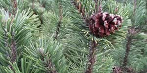 christmas-background-1075344_1920[1].jpg