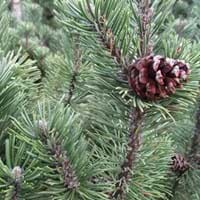 christmas-background-1075344_1920[1].jpg