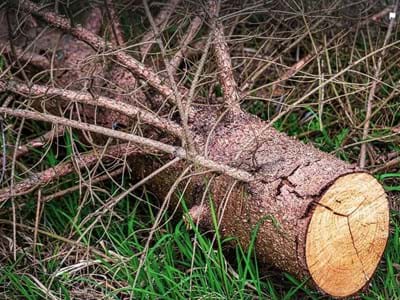 Borkenkäfer Schaden.JPG